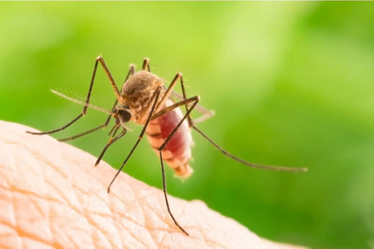 Il trucco per eliminare le zanzare naturalmente