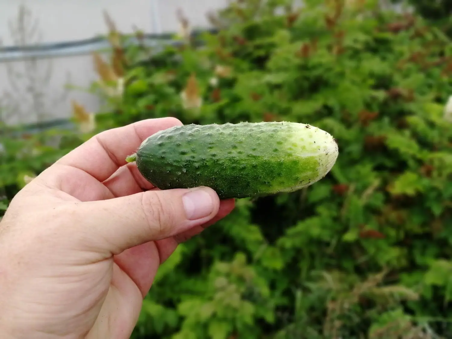 Come coltivare cetrioli croccanti in orto e terrazzo