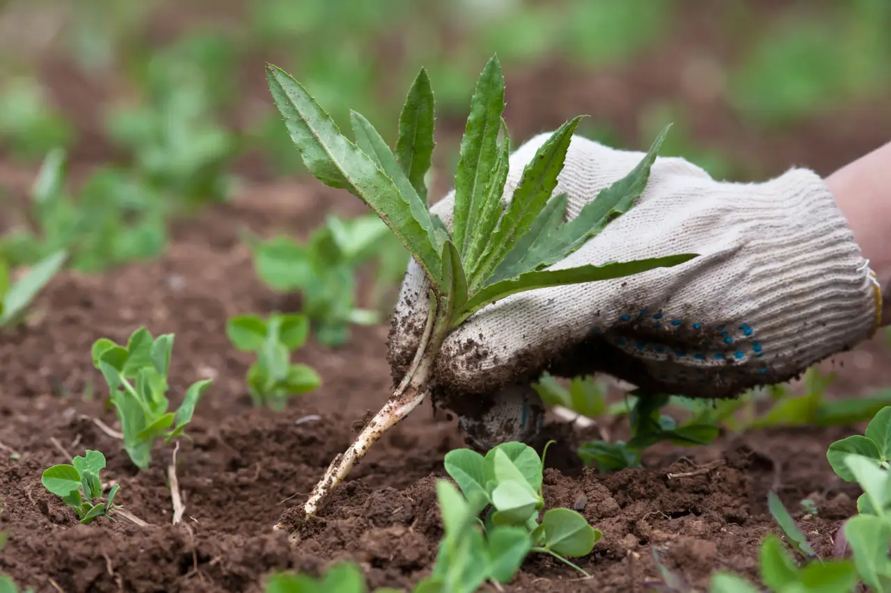 Come eliminare le erbacce dal giardino senza usare prodotti chimici