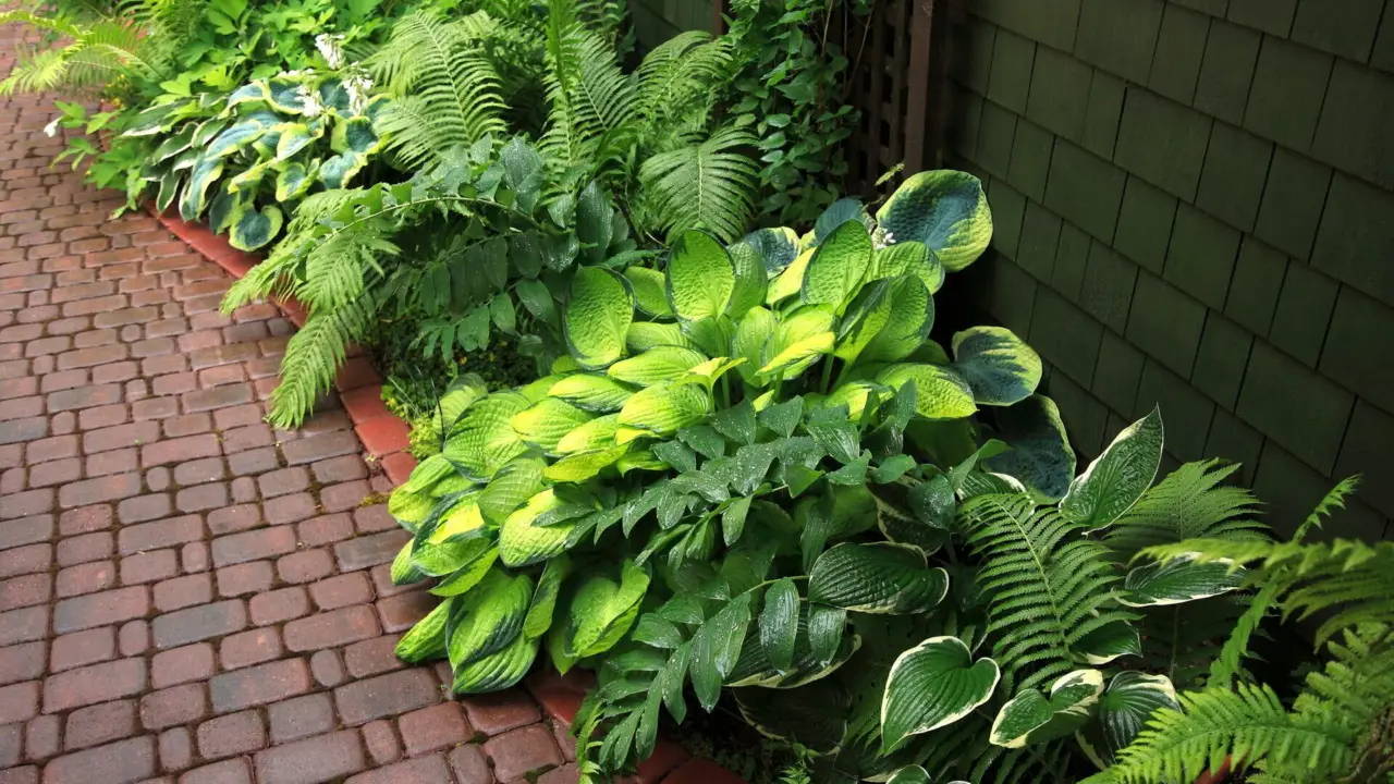 Piante che fanno ombra e rinfrescano il giardino